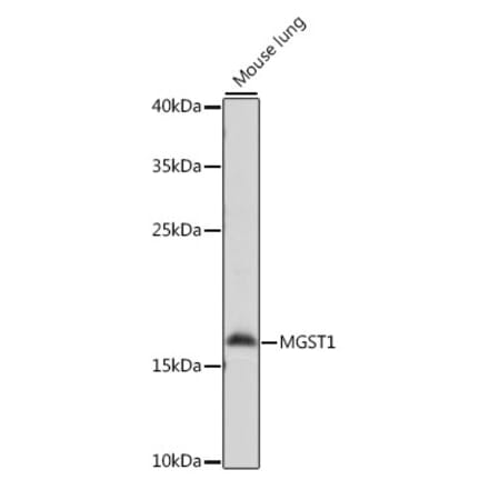 Western Blot - Anti-MGST1 Antibody (A88580) - Antibodies.com