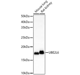 Western Blot - Anti-Ube2L6 Antibody (A88581) - Antibodies.com