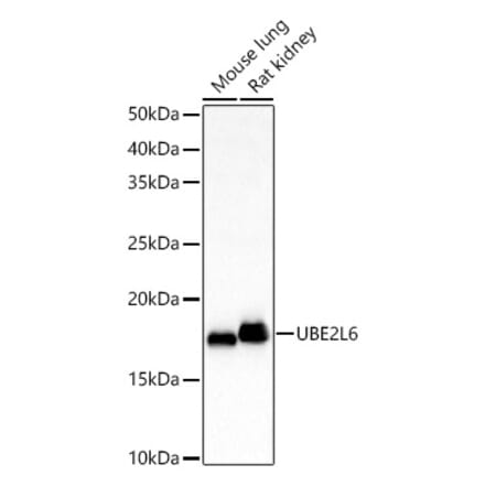 Western Blot - Anti-Ube2L6 Antibody (A88581) - Antibodies.com