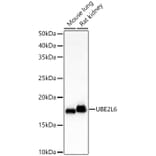 Western Blot - Anti-Ube2L6 Antibody (A88581) - Antibodies.com