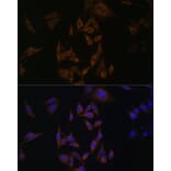 Immunofluorescence - Anti-Ube2L6 Antibody (A88581) - Antibodies.com