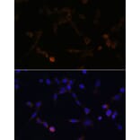 Immunofluorescence - Anti-Ube2L6 Antibody (A88581) - Antibodies.com