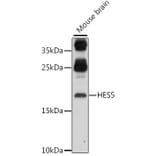 Western Blot - Anti-HES5 Antibody (A88582) - Antibodies.com
