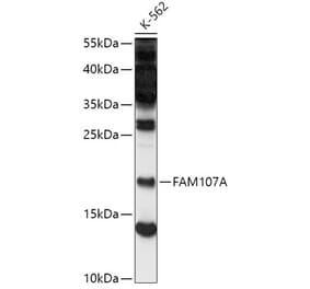 Western Blot - Anti-FAM107A Antibody (A88583) - Antibodies.com