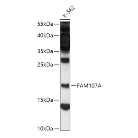 Western Blot - Anti-FAM107A Antibody (A88583) - Antibodies.com