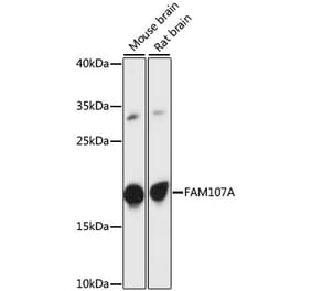 Western Blot - Anti-FAM107A Antibody (A88584) - Antibodies.com