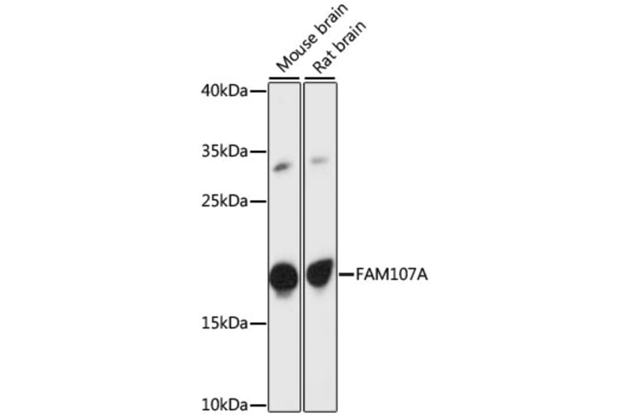 Western Blot - Anti-FAM107A Antibody (A88584) - Antibodies.com