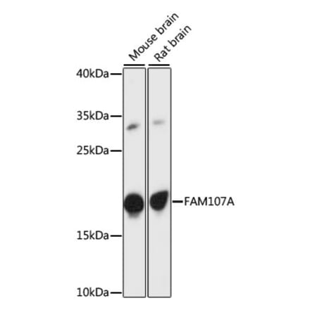 Western Blot - Anti-FAM107A Antibody (A88584) - Antibodies.com