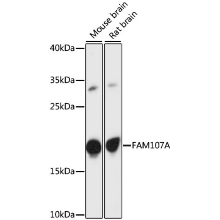 Western Blot - Anti-FAM107A Antibody (A88584) - Antibodies.com
