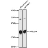 Western Blot - Anti-FAM107A Antibody (A88584) - Antibodies.com
