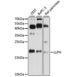 Western Blot - Anti-LLPH Antibody (A88585) - Antibodies.com