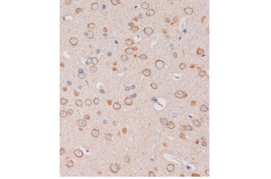 Immunohistochemistry - Anti-TRAPPC6B Antibody (A88586) - Antibodies.com