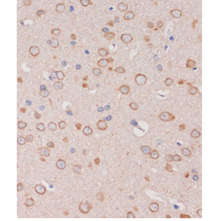 Immunohistochemistry - Anti-TRAPPC6B Antibody (A88586) - Antibodies.com