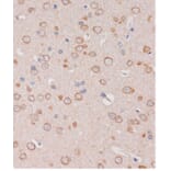 Immunohistochemistry - Anti-TRAPPC6B Antibody (A88586) - Antibodies.com