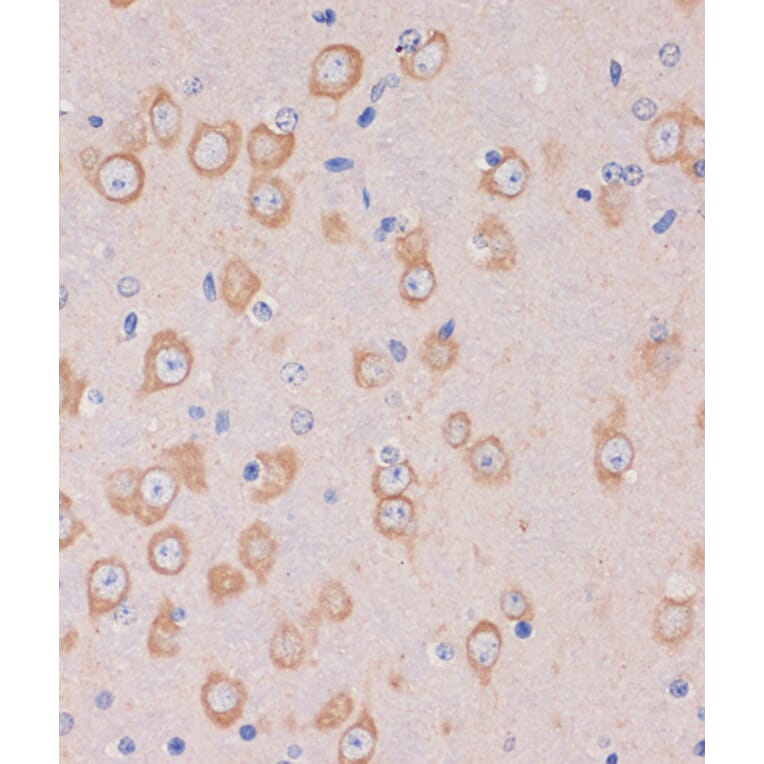 Immunohistochemistry - Anti-TRAPPC6B Antibody (A88586) - Antibodies.com