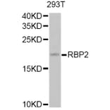 Western Blot - Anti-RBP2 Antibody (A12494) - Antibodies.com