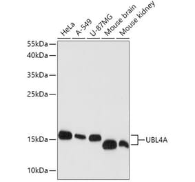 Western Blot - Anti-GDX Antibody (A88589) - Antibodies.com