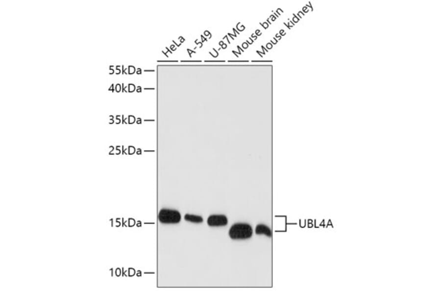 Western Blot - Anti-GDX Antibody (A88589) - Antibodies.com