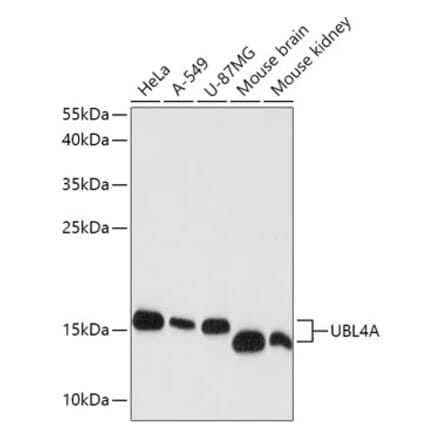 Western Blot - Anti-GDX Antibody (A88589) - Antibodies.com