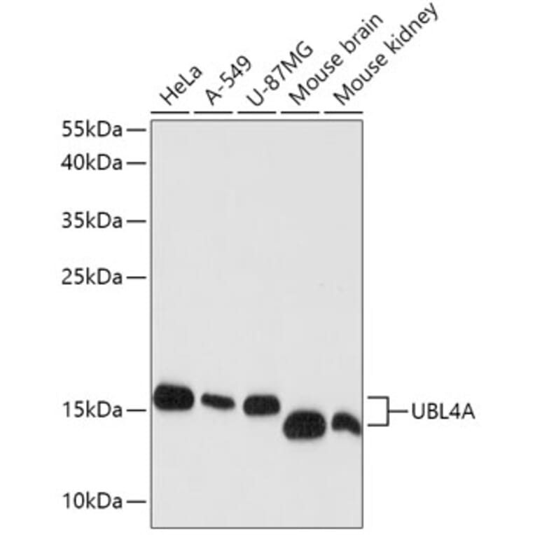 Western Blot - Anti-GDX Antibody (A88589) - Antibodies.com
