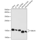 Western Blot - Anti-GDX Antibody (A88589) - Antibodies.com