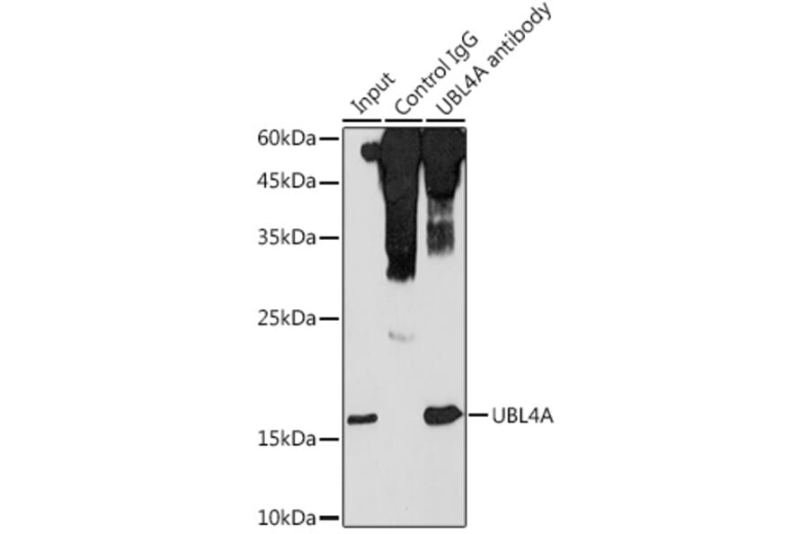 Western Blot - Anti-GDX Antibody (A88589) - Antibodies.com