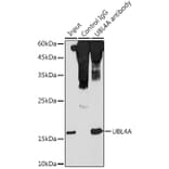 Western Blot - Anti-GDX Antibody (A88589) - Antibodies.com
