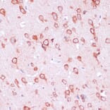 Immunohistochemistry - Anti-RPL21 Antibody (A88591) - Antibodies.com