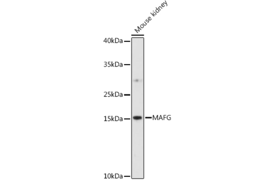 Western Blot - Anti-MAFG Antibody (A88592) - Antibodies.com