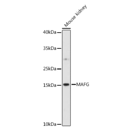 Western Blot - Anti-MAFG Antibody (A88592) - Antibodies.com