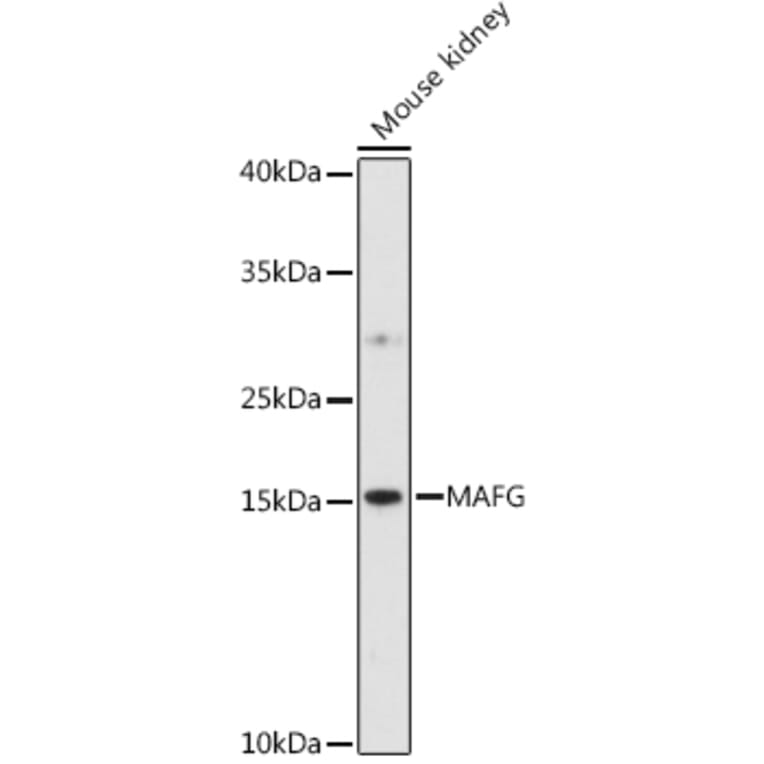 Western Blot - Anti-MAFG Antibody (A88592) - Antibodies.com