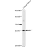 Western Blot - Anti-MAFG Antibody (A88592) - Antibodies.com