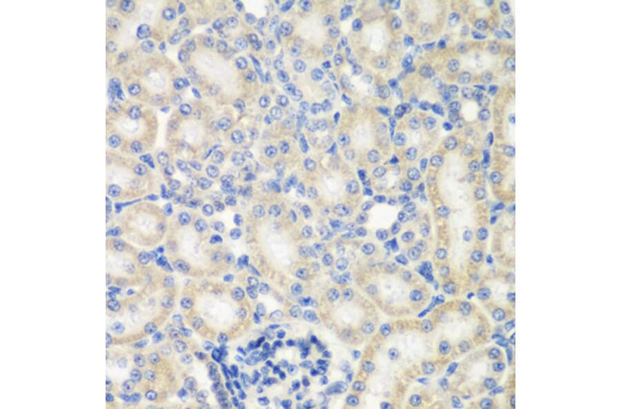 Immunohistochemistry - Anti-NAT13 Antibody (A88594) - Antibodies.com