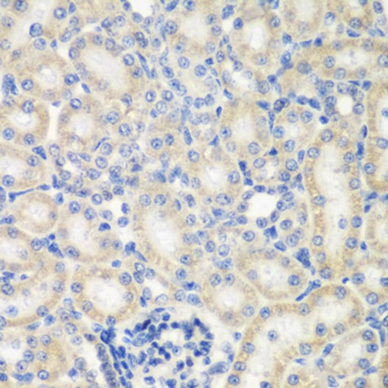 Immunohistochemistry - Anti-NAT13 Antibody (A88594) - Antibodies.com