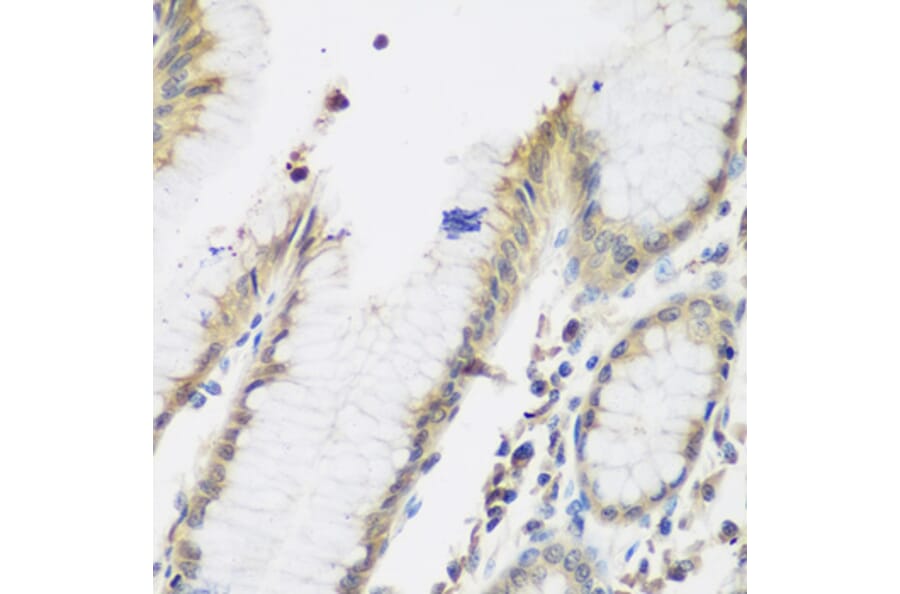 Immunohistochemistry - Anti-NAT13 Antibody (A88594) - Antibodies.com