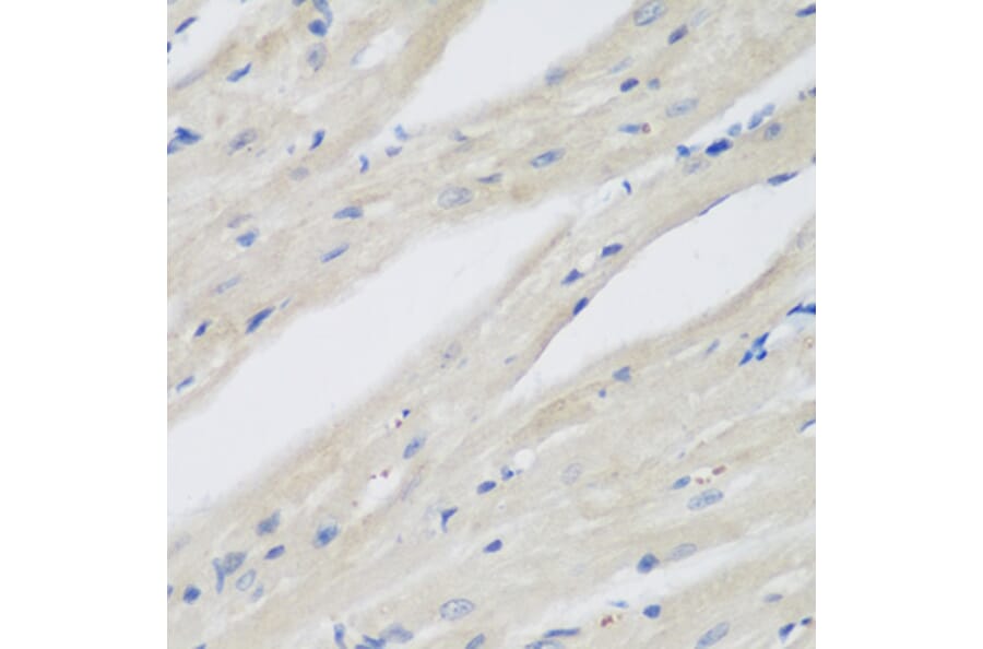 Immunohistochemistry - Anti-NAT13 Antibody (A88594) - Antibodies.com