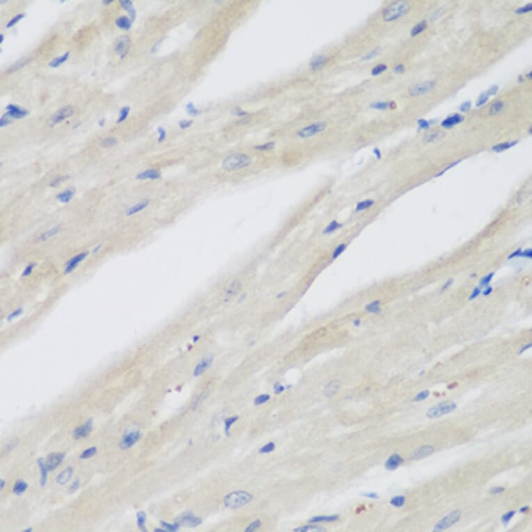 Immunohistochemistry - Anti-NAT13 Antibody (A88594) - Antibodies.com