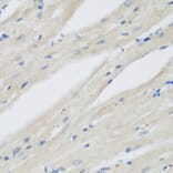 Immunohistochemistry - Anti-NAT13 Antibody (A88594) - Antibodies.com
