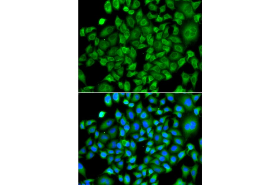Immunofluorescence - Anti-NAT13 Antibody (A88594) - Antibodies.com