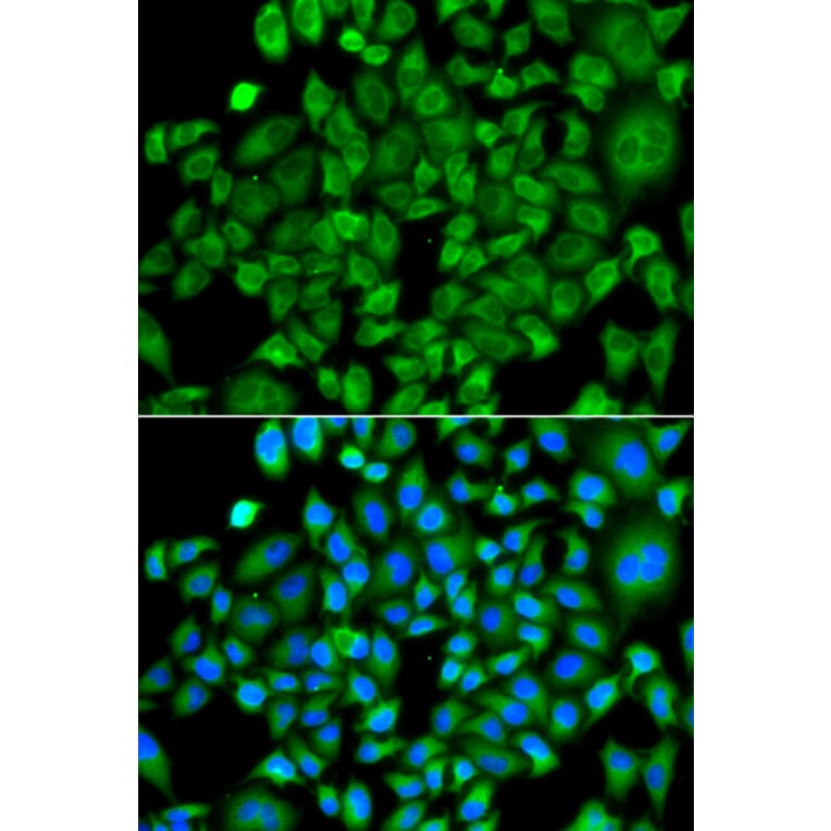 Immunofluorescence - Anti-NAT13 Antibody (A88594) - Antibodies.com