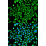 Immunofluorescence - Anti-NAT13 Antibody (A88594) - Antibodies.com