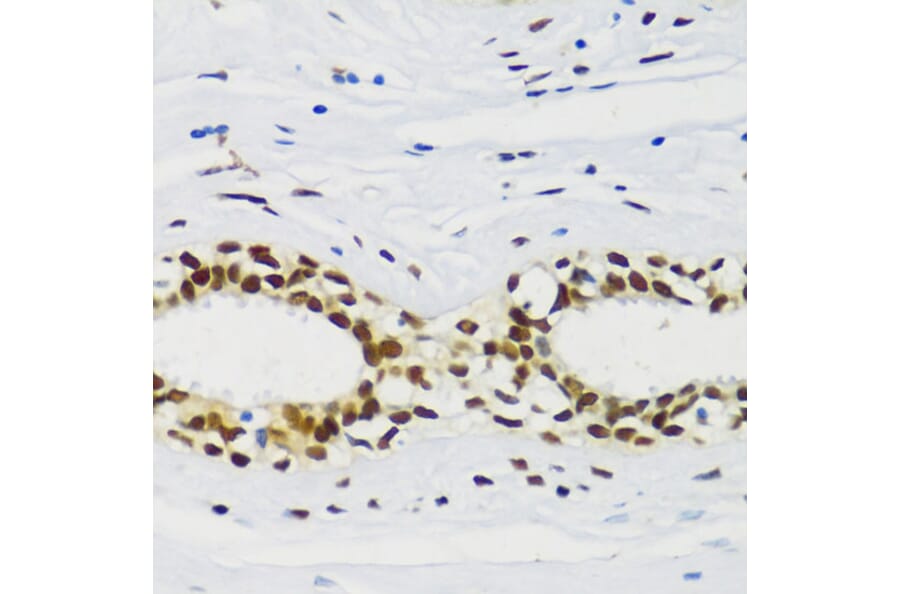 Immunohistochemistry - Anti-CIRP Antibody (A88595) - Antibodies.com