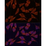 Immunofluorescence - Anti-TRAPPC6A Antibody (A88596) - Antibodies.com