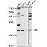 Western Blot - Anti-JDP2 Antibody (A88597) - Antibodies.com