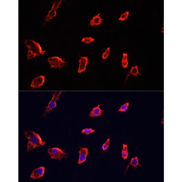 Immunofluorescence - Anti-ARF1 Antibody (A7643) - Antibodies.com