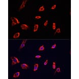 Immunofluorescence - Anti-ARF1 Antibody (A7643) - Antibodies.com