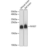 Western Blot - Anti-FXYD7 Antibody (A88601) - Antibodies.com