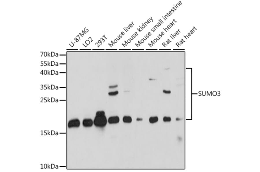 Western Blot - Anti-Sumo 3 Antibody (A88602) - Antibodies.com