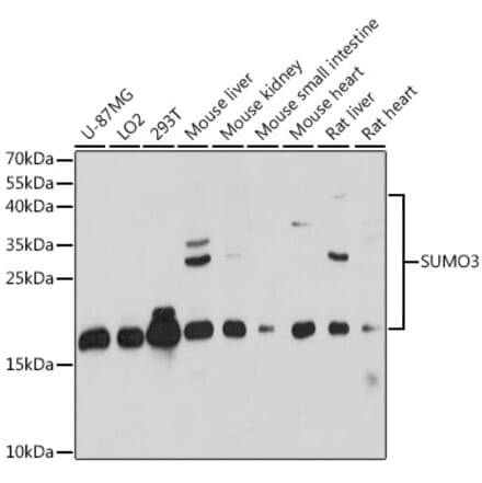 Western Blot - Anti-Sumo 3 Antibody (A88602) - Antibodies.com