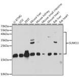 Western Blot - Anti-Sumo 3 Antibody (A88602) - Antibodies.com